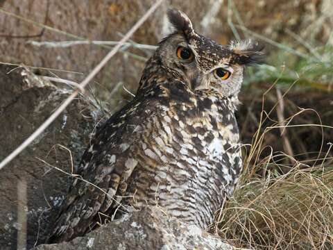 Image of Cape Eagle Owl