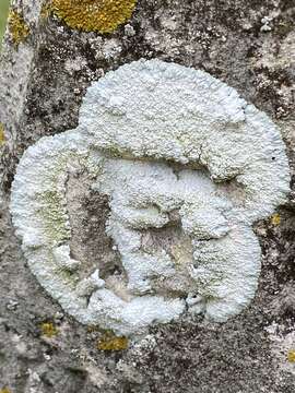 Image of diploicia lichen