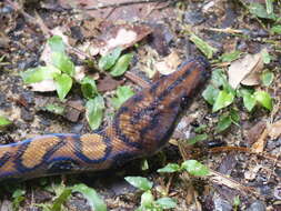 Image of Rainbow Boa