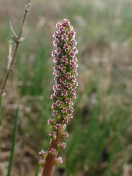 Image of Sea Arrowgrass