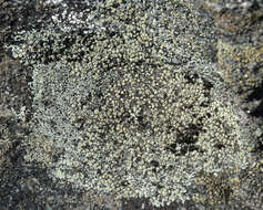 Image of rim lichens