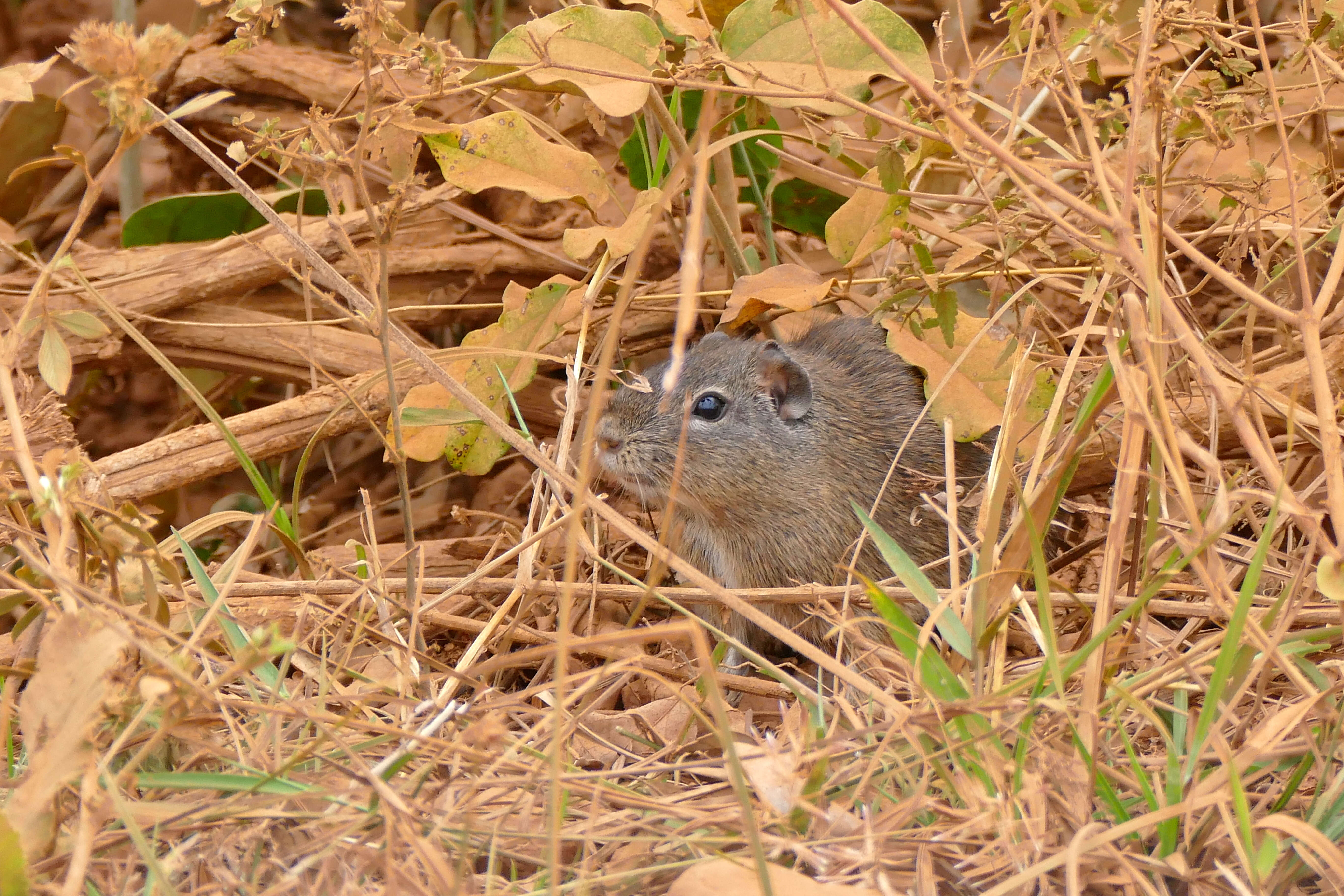 Image of Brazilian Guinea Pig