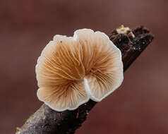 Image of Crepidotus variabilis (Pers.) P. Kumm. 1871