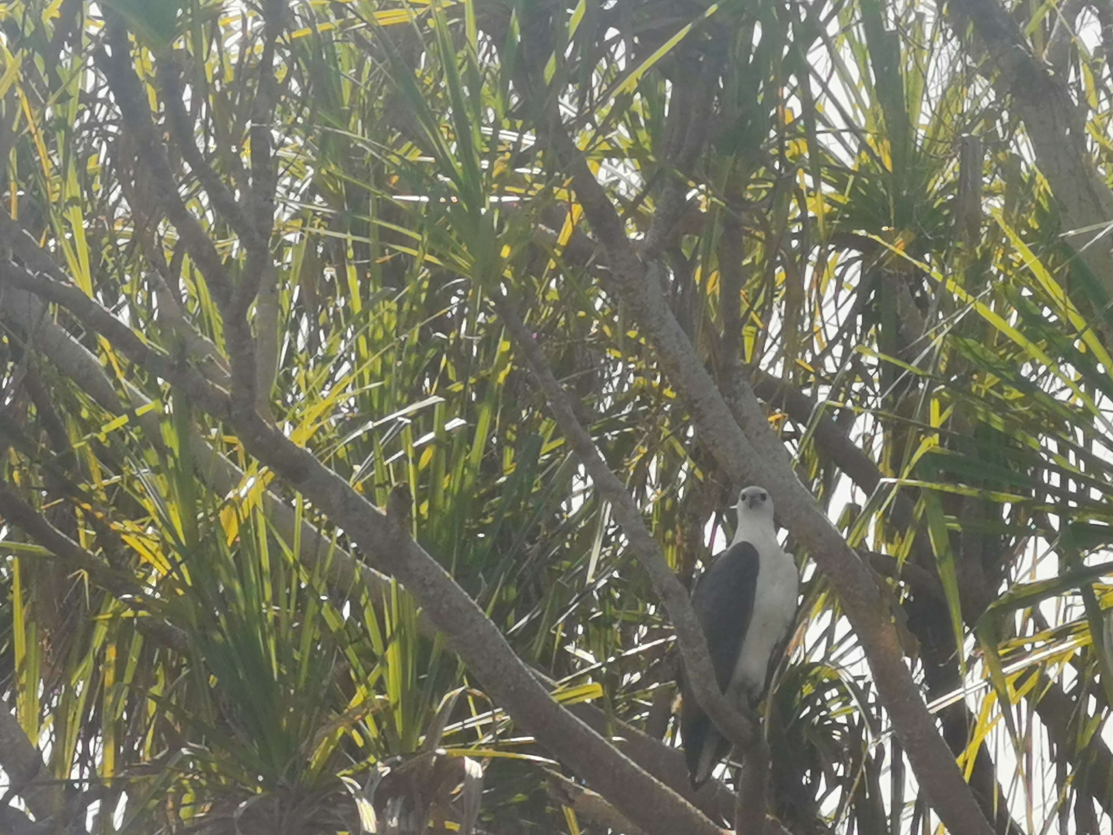 Image of White-bellied Sea Eagle