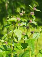 Слика од Phlomoides tuberosa (L.) Moench