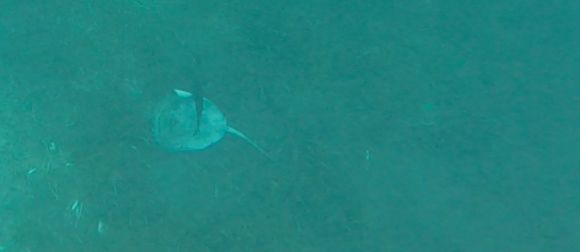 Image of Chupare Stingray