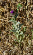 Image of Cotton Thistle