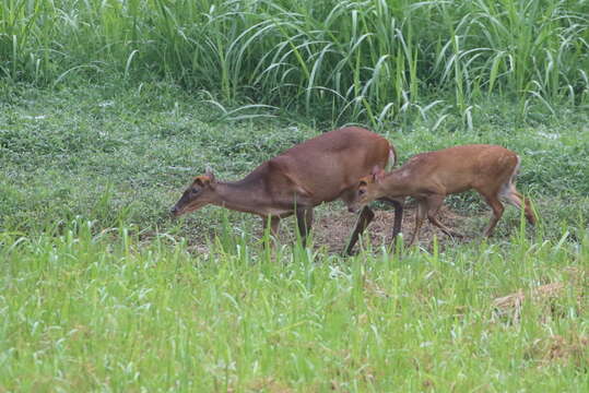 Image of Barking Deer