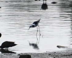 Image of Pied Stilt