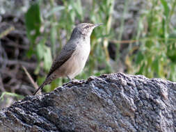 Image of Salpinctes Cabanis 1847