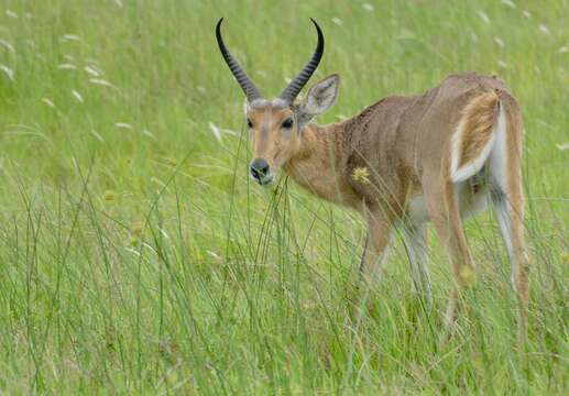 Image of Southern Reedbuck