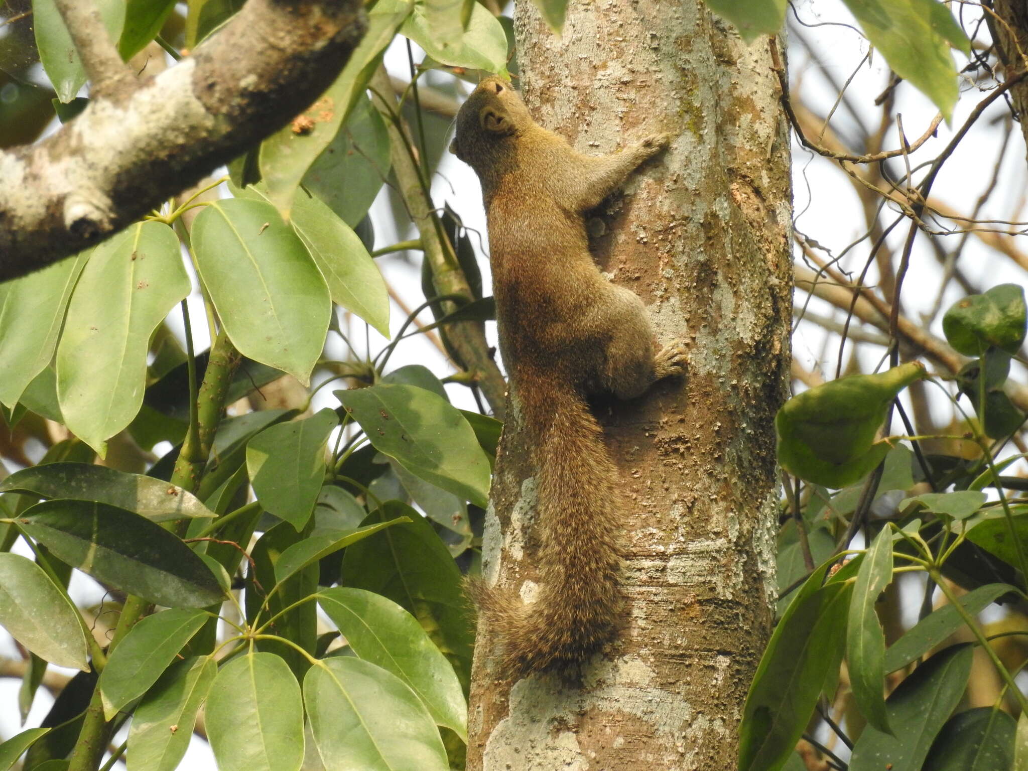 Image of Hoary-bellied Squirrel