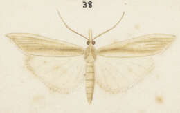 Image of Orocrambus angustipennis Zeller 1877