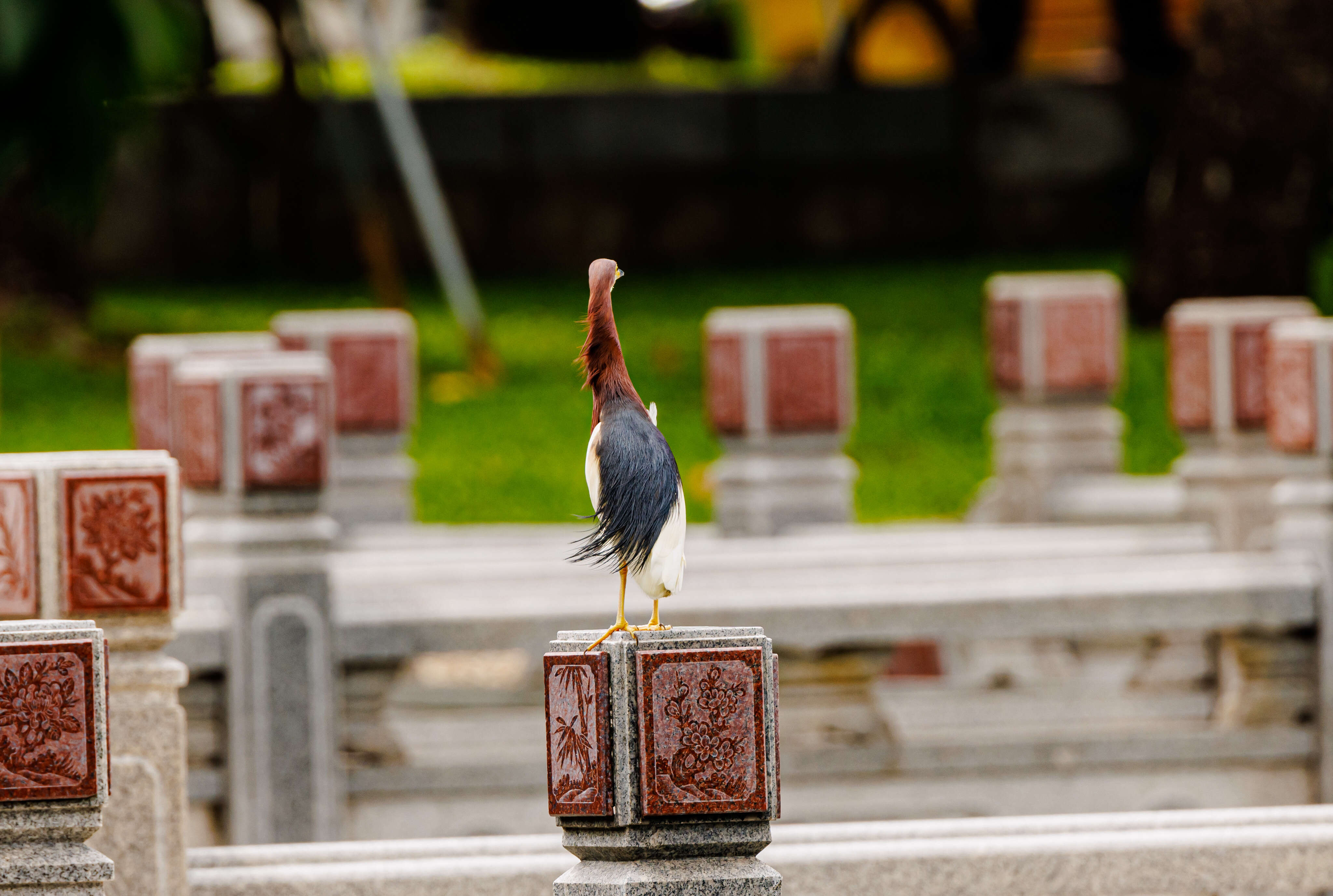 Image of Chinese Pond Heron