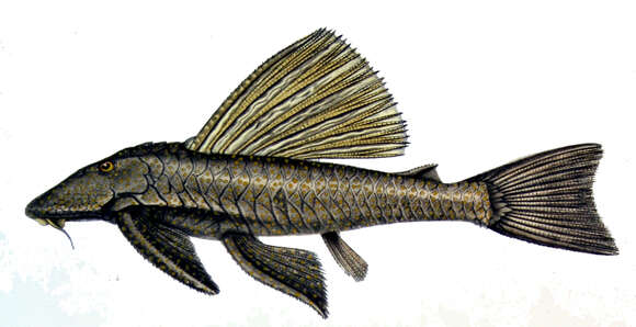 صورة Hypostomus alatus Castelnau 1855