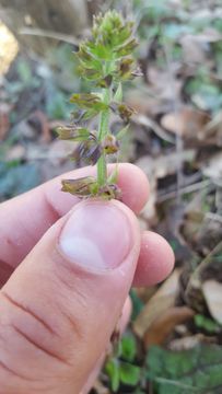 Image of <i>Salvia lyrata</i>
