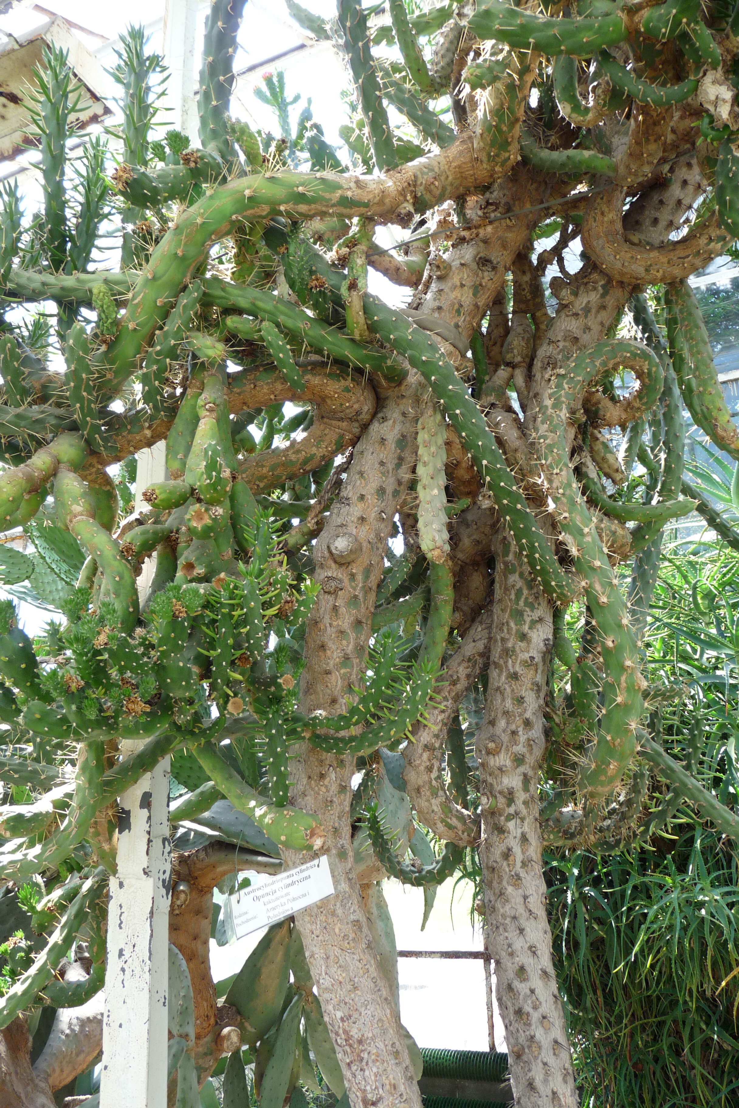 Image of cane cactus