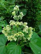 Image of Clerodendrum infortunatum L.