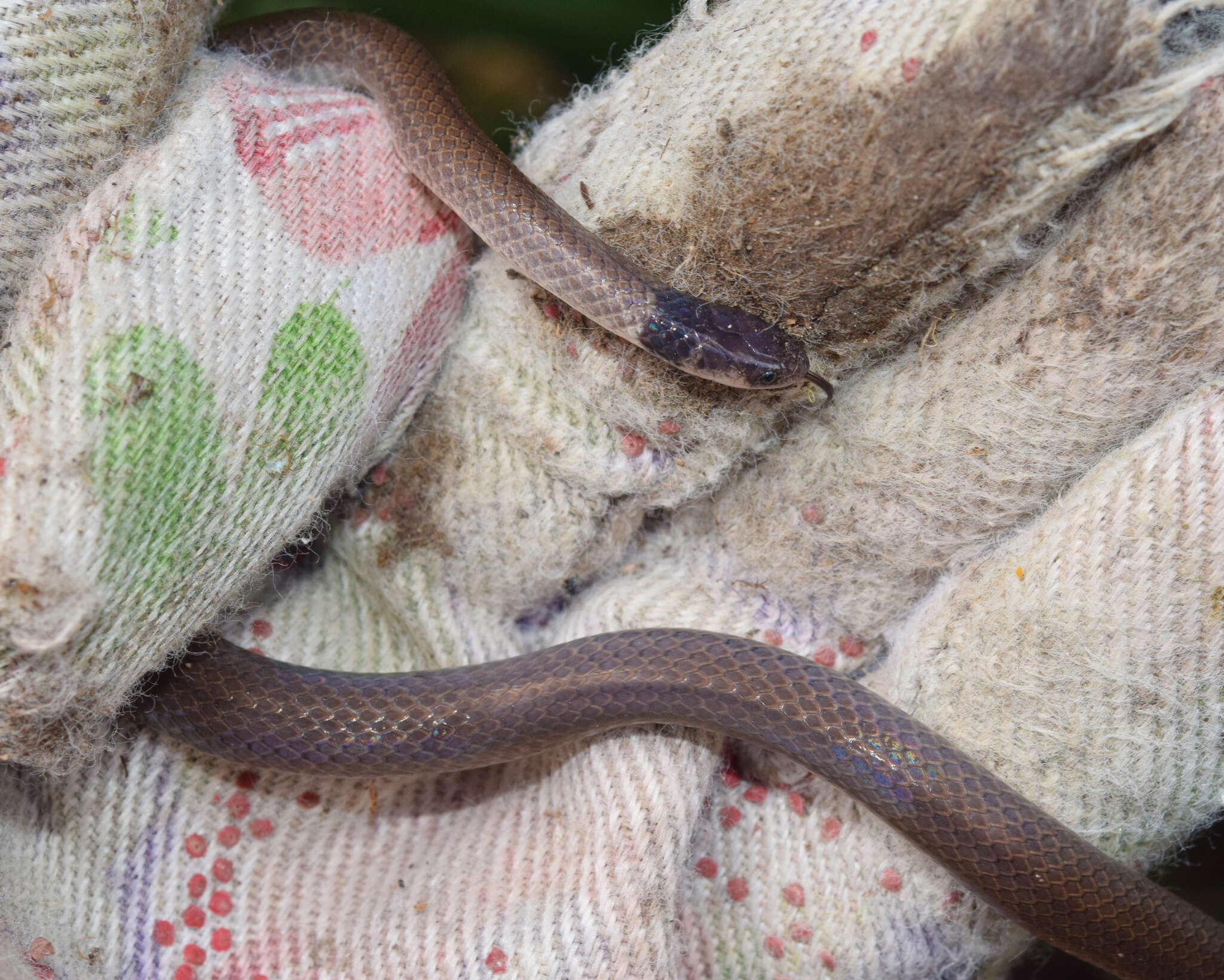 Image of Black-headed Centipede Eater