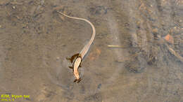 Image of Tsushima Ground Skink