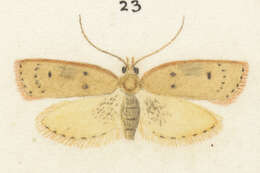 Image of Phaeosaces coarctatella