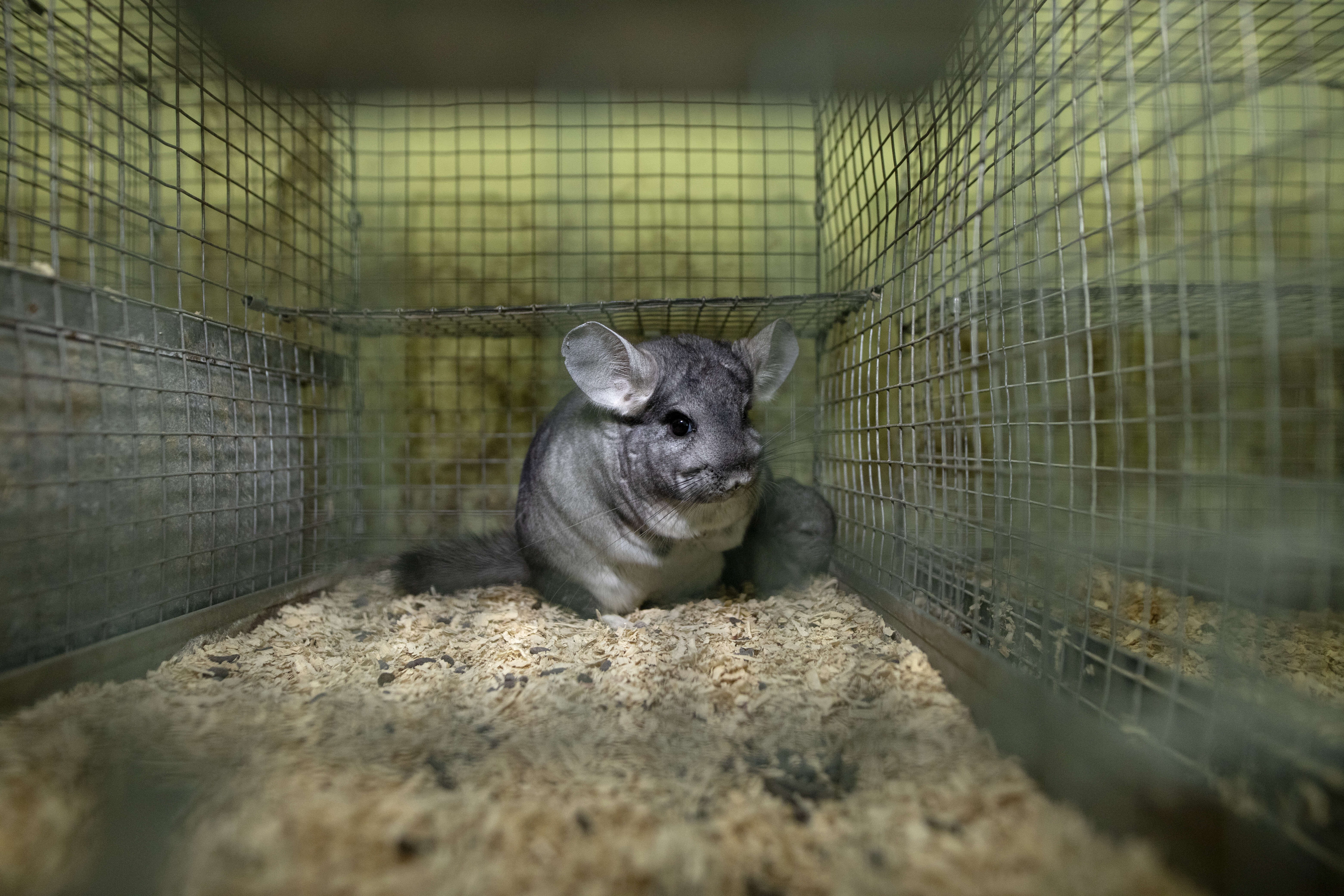 Image of chinchilla