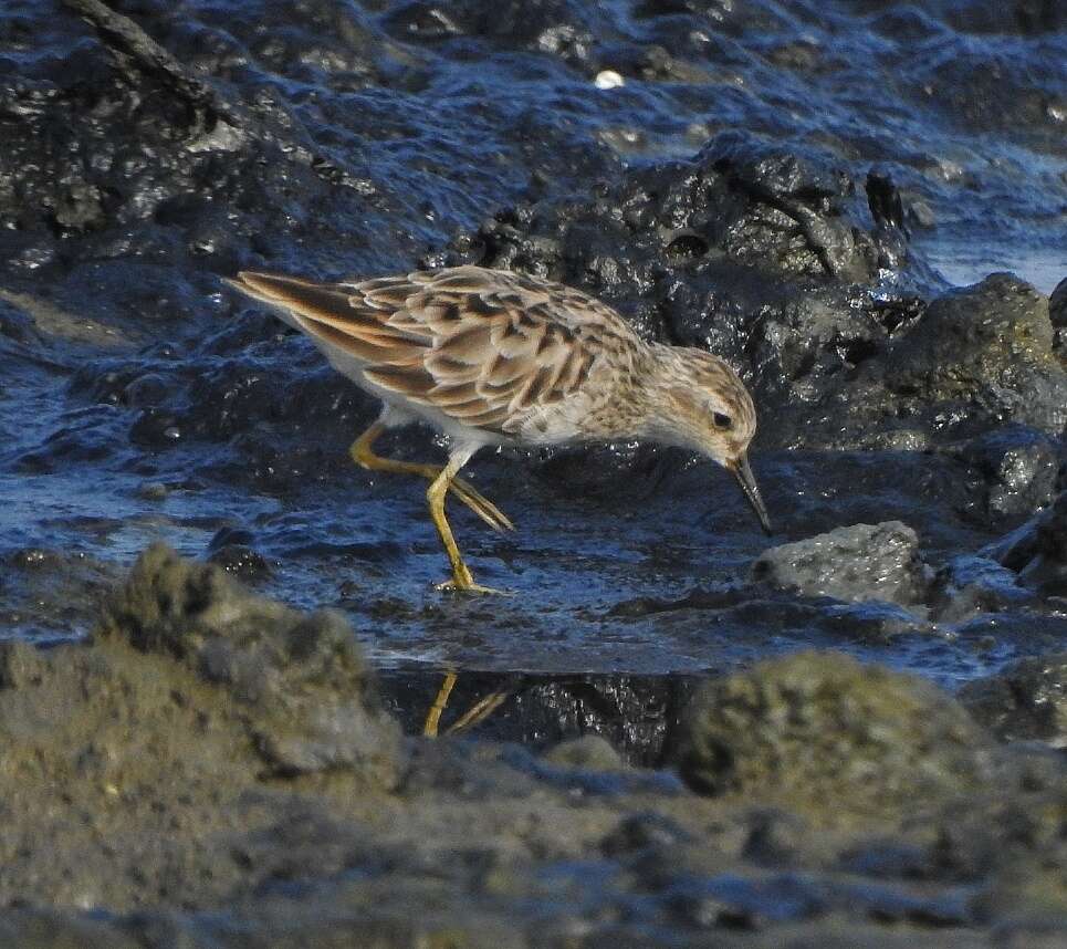 Image of Long-toed Stint