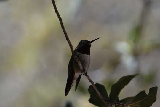 Image of Broad-tailed Hummingbird