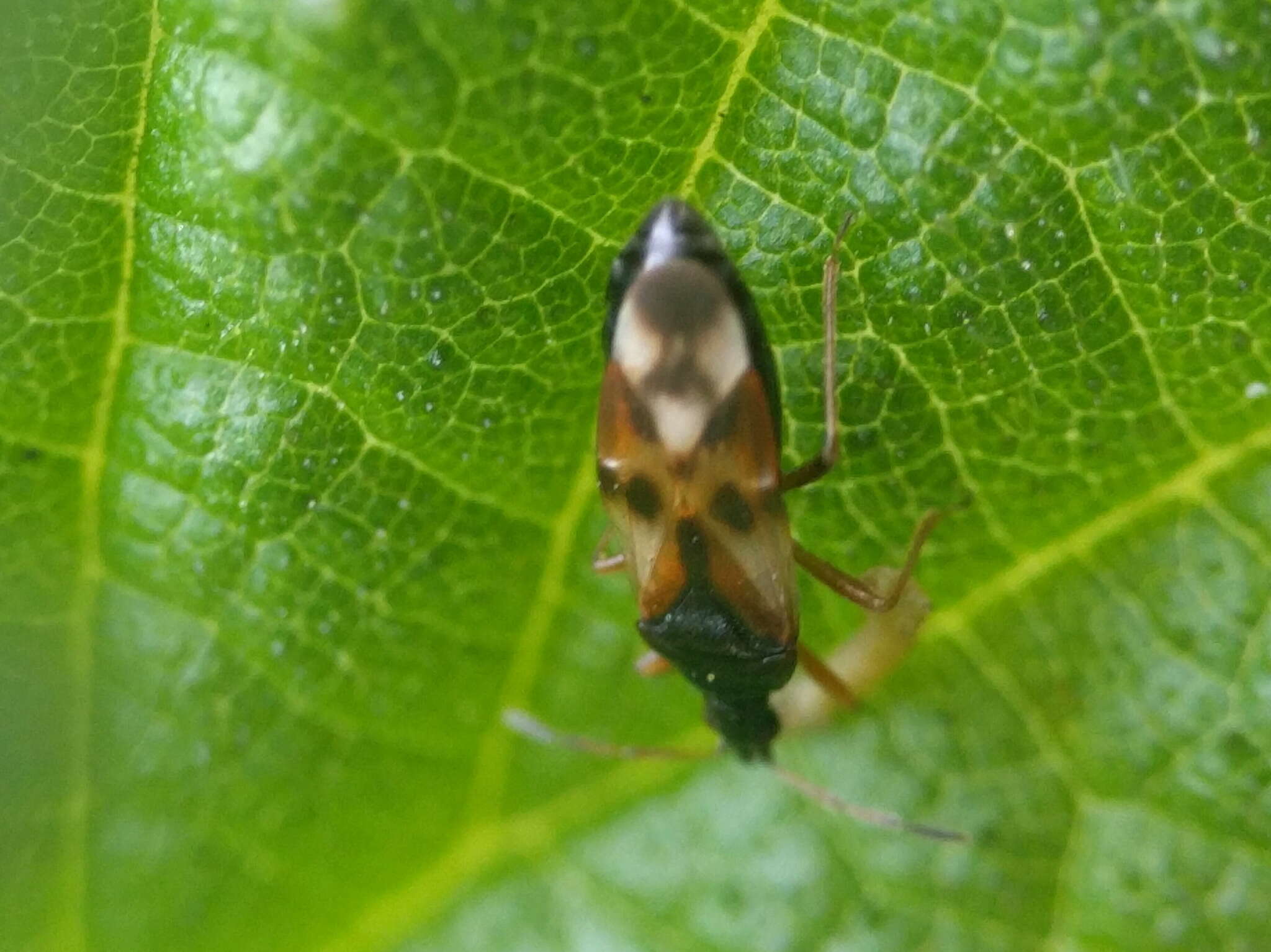 Image of Common flowerbug