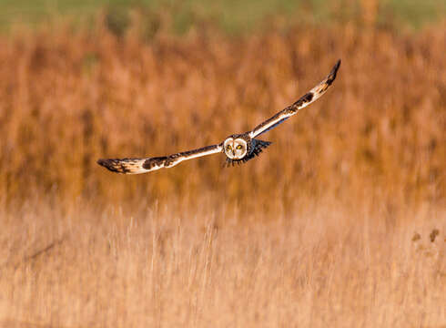 Image de Hibou des marais