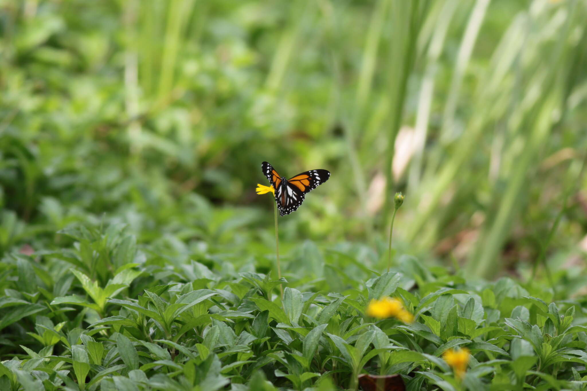 Image de Danaus (Anosia) melanippus Cramer 1777