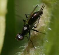 Image of Black scavenger fly