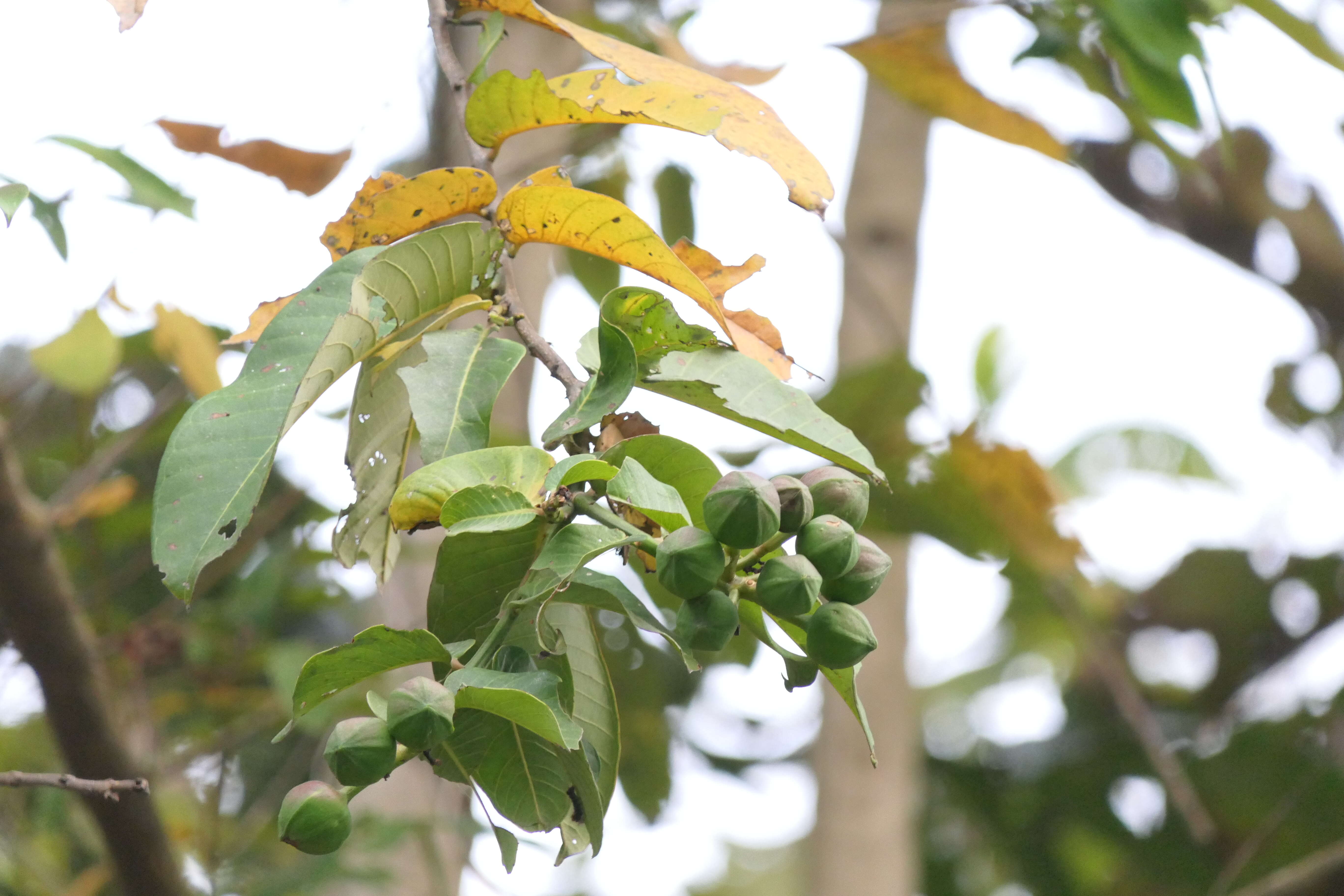 Duabanga grandiflora (Roxb. ex DC.) Walp. resmi