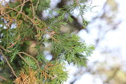 Image of Atlantic White Cedar