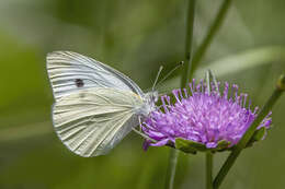 Image of small white