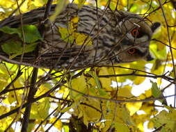 Image of Long-eared Owl