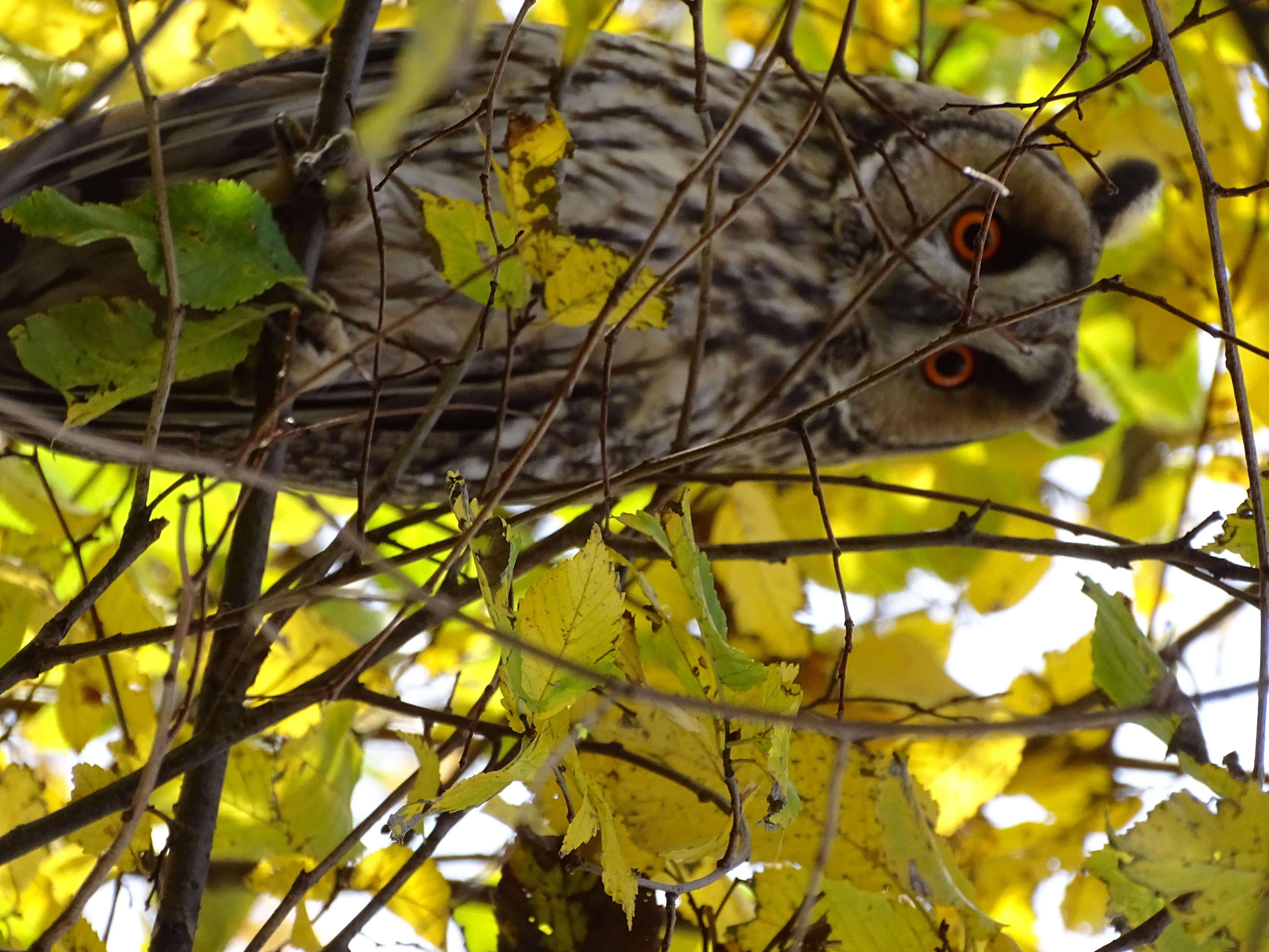 Image of Long-eared Owl