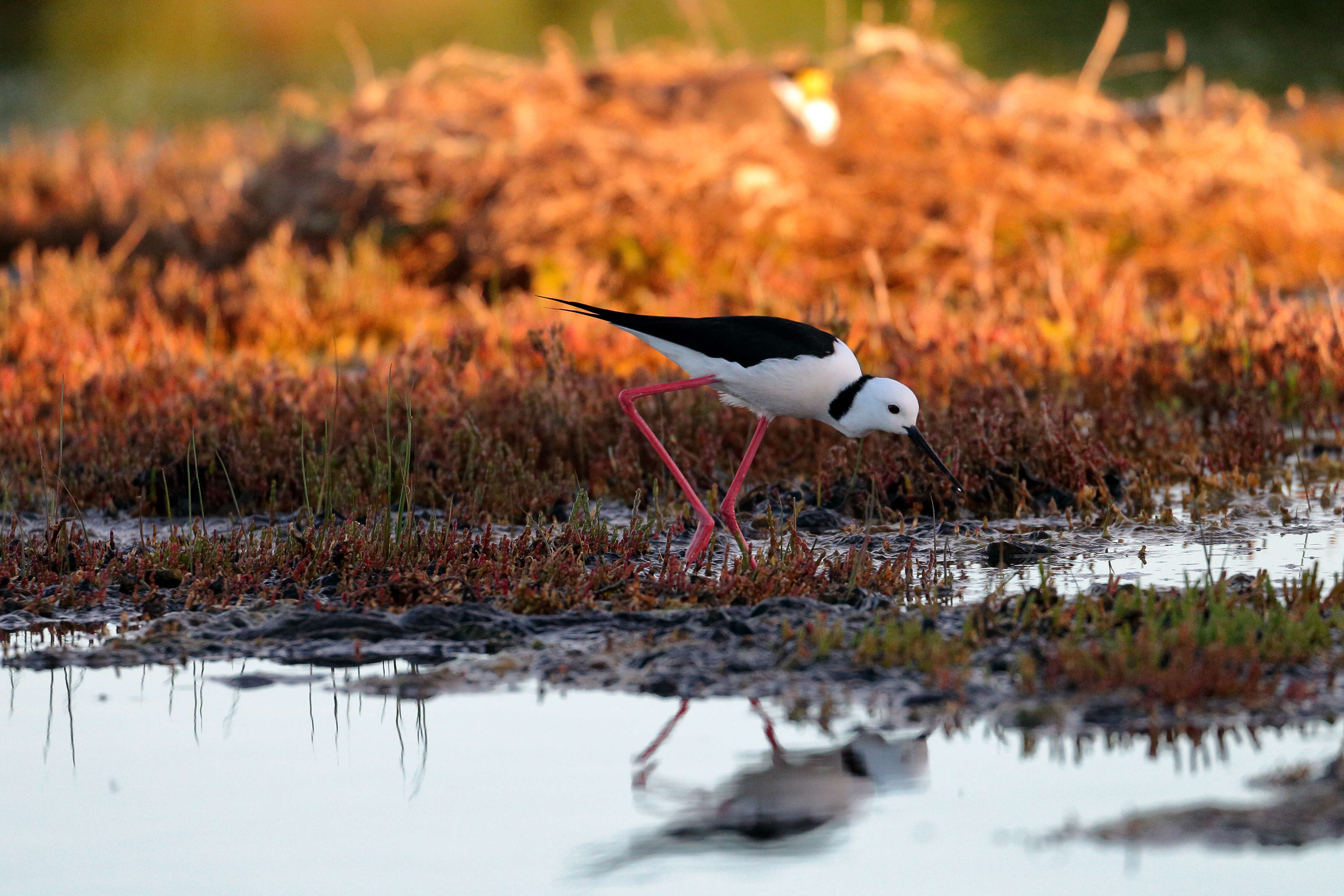 Image of Pied Stilt