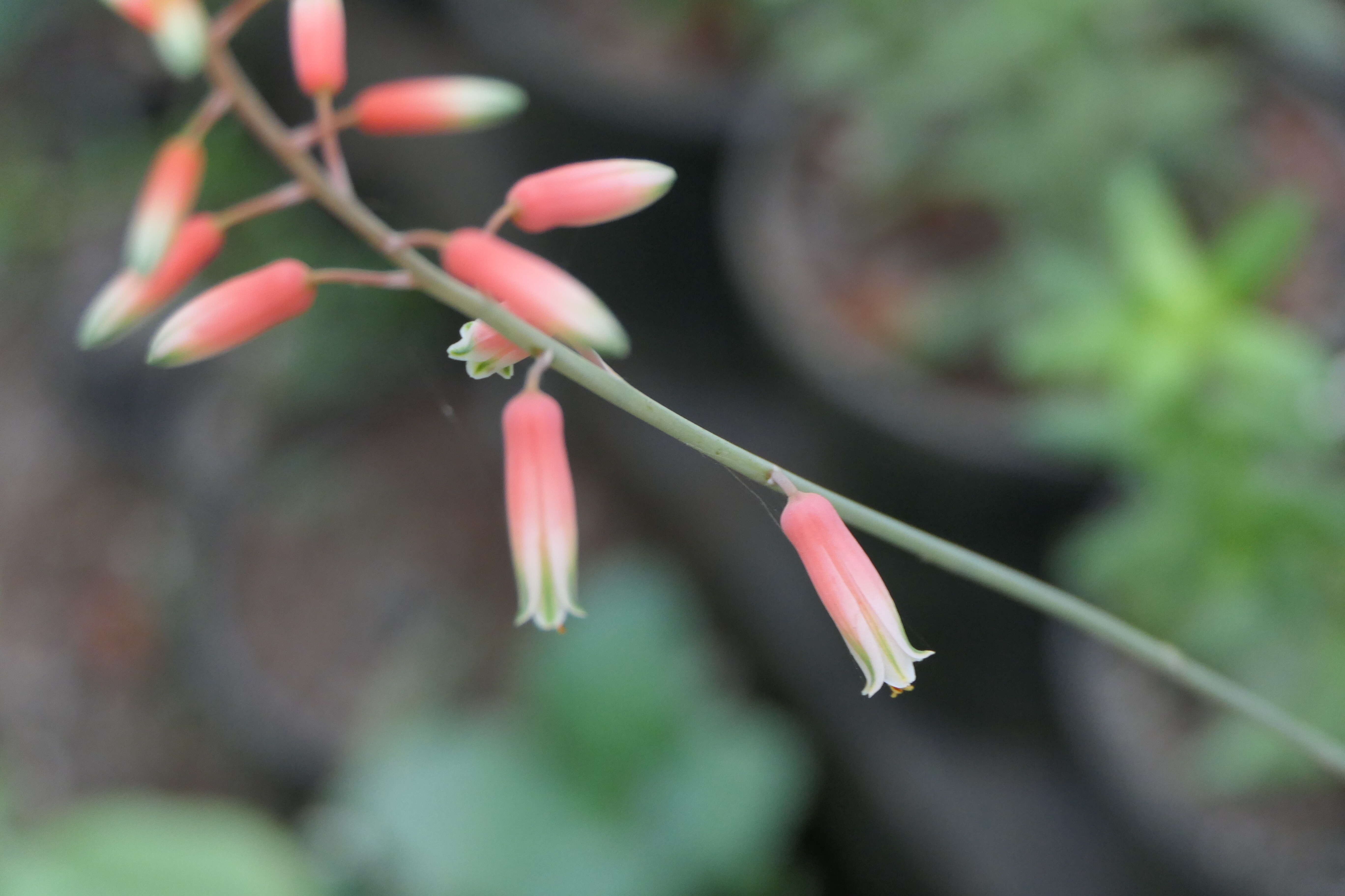 Image of Aloe vera