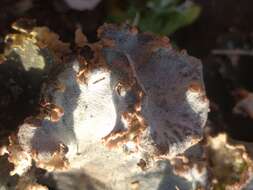 Image of felt lichen