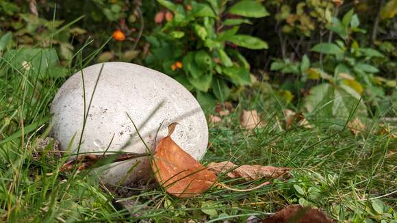 Imagem de Calvatia gigantea (Batsch) Lloyd 1904