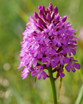 صورة Anacamptis pyramidalis (L.) Rich.