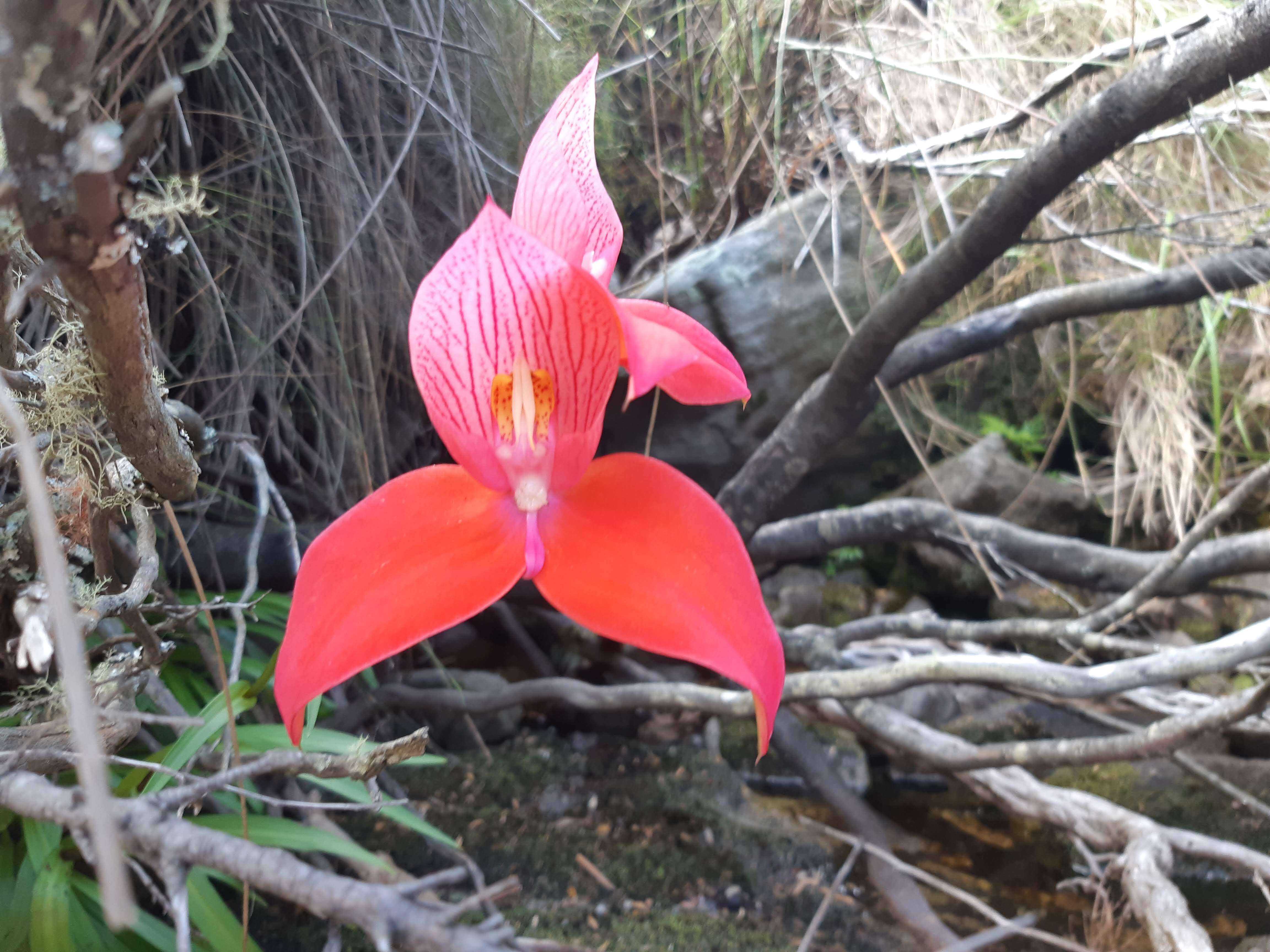 Image of Red Disa