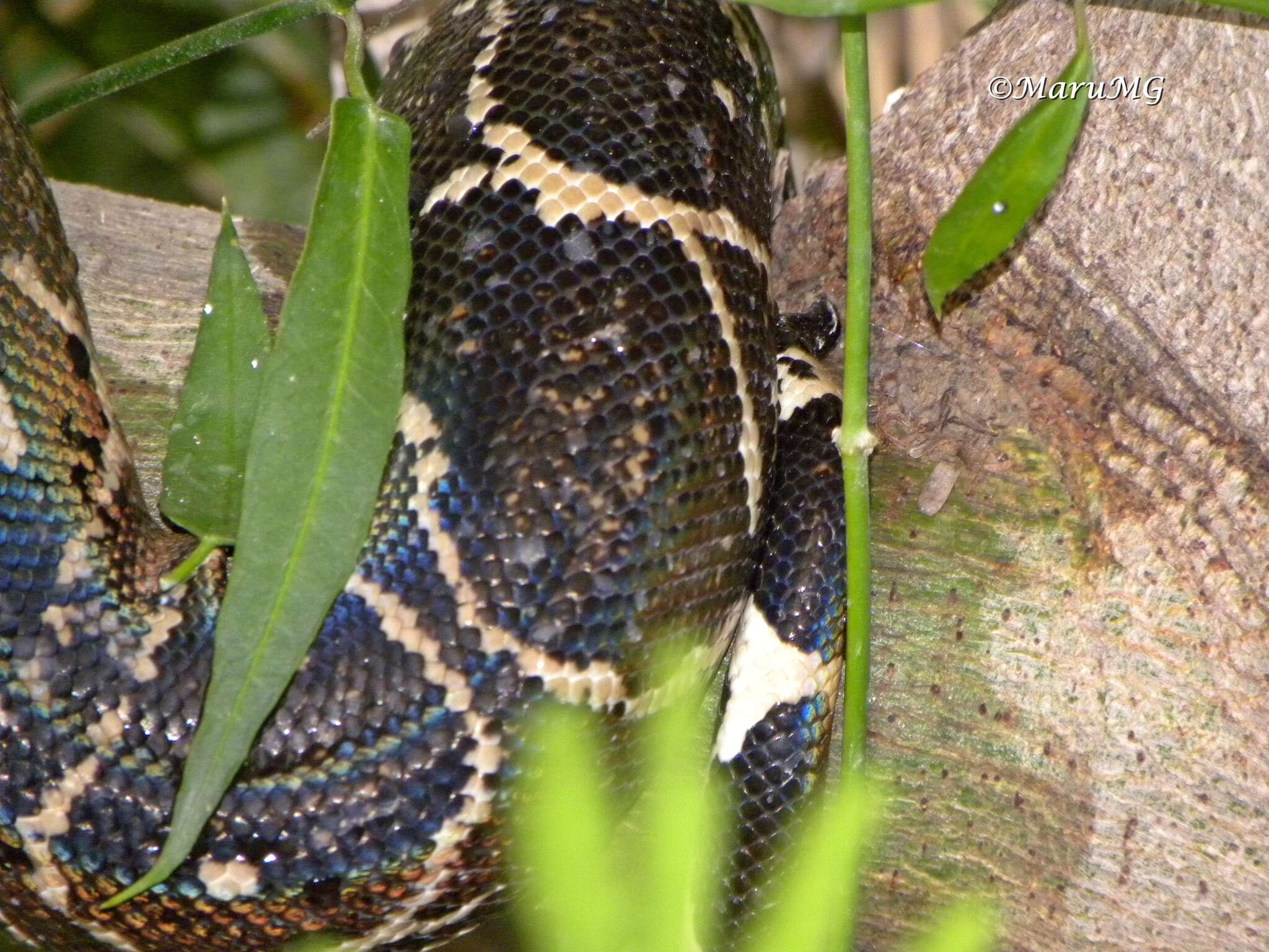 Image of Arabesque Boa