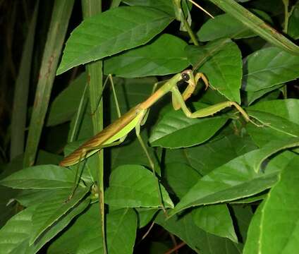 Image of Chinese Mantid