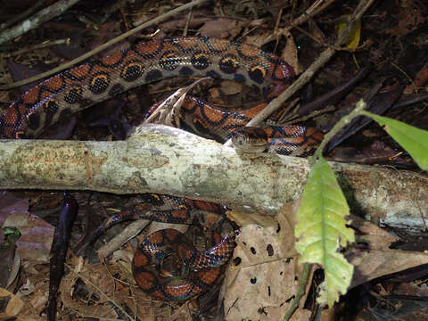 Image of Rainbow Boa