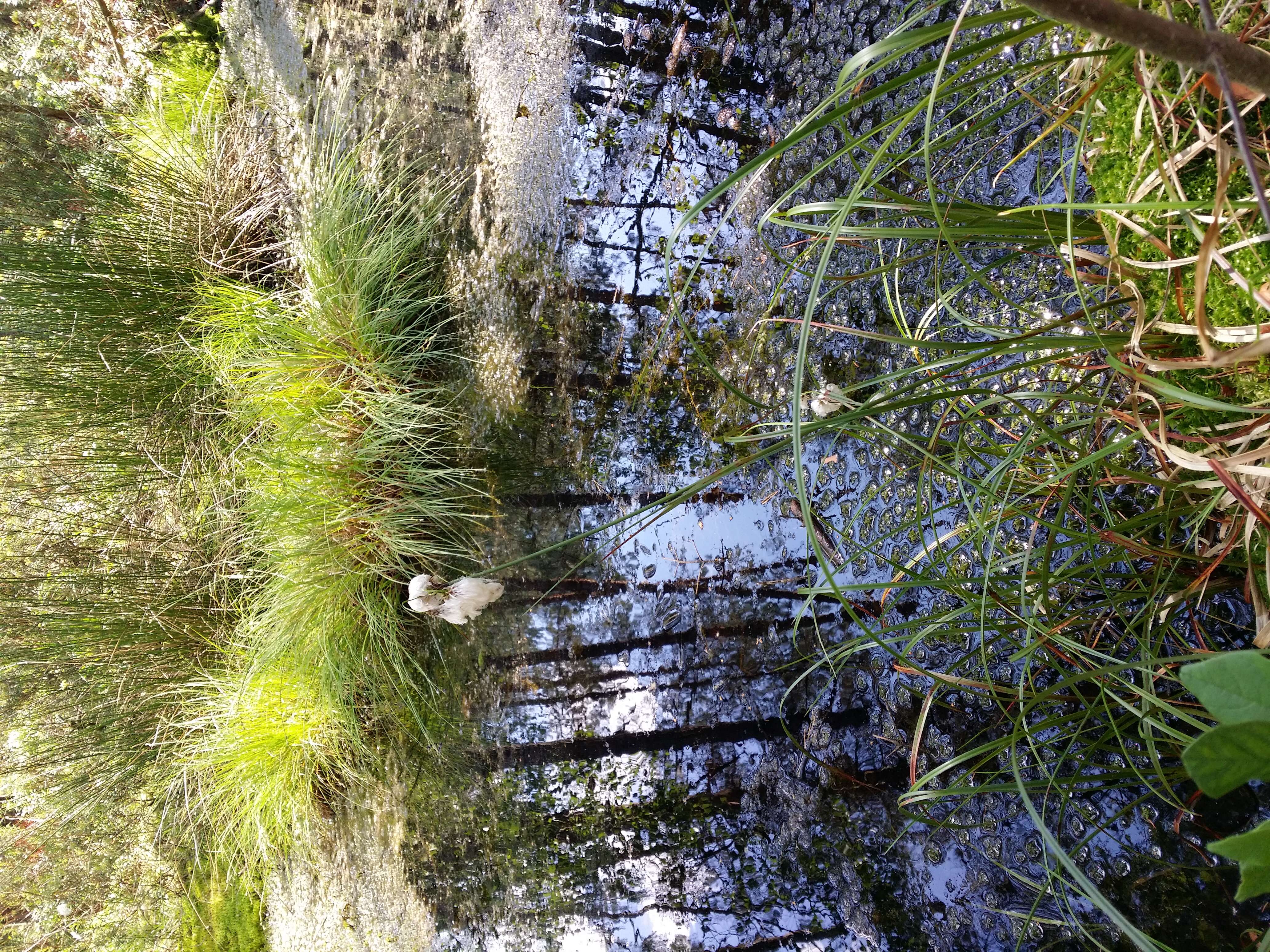 Image of common cottongrass