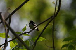 Imagem de Setophaga caerulescens (Gmelin & JF 1789)