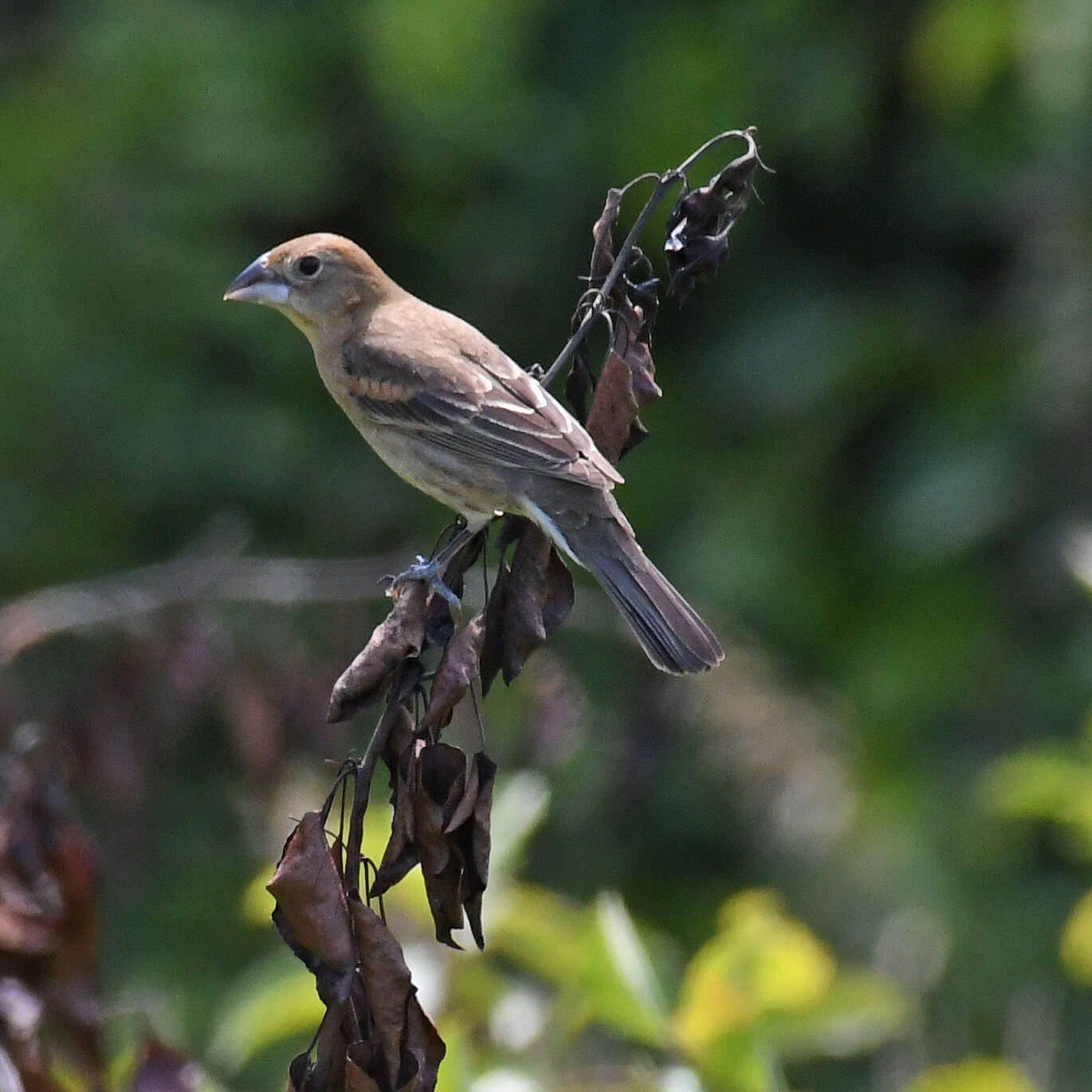 Image of Blue Grosbeak