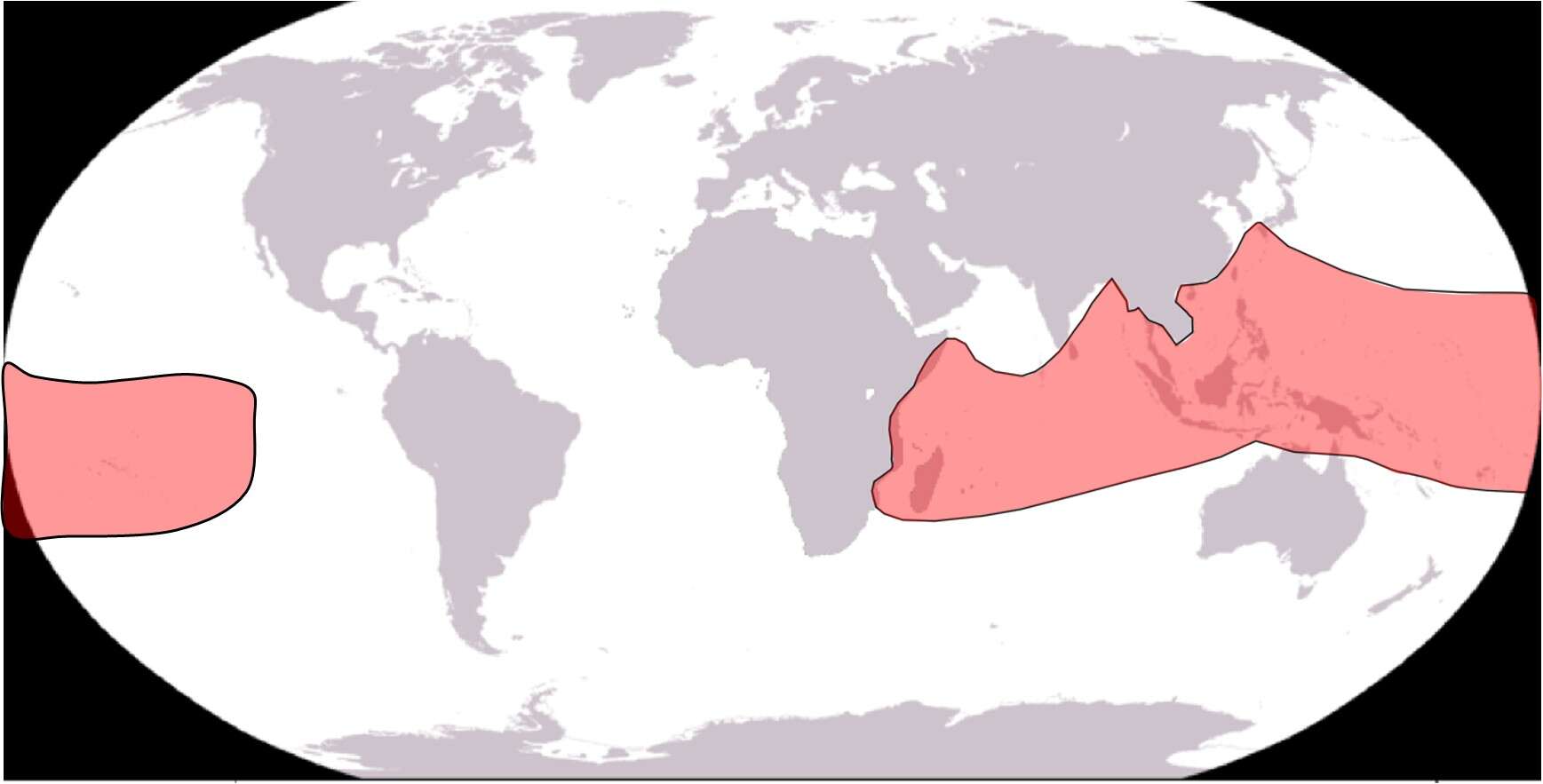 Plancia ëd Coenobita rugosus